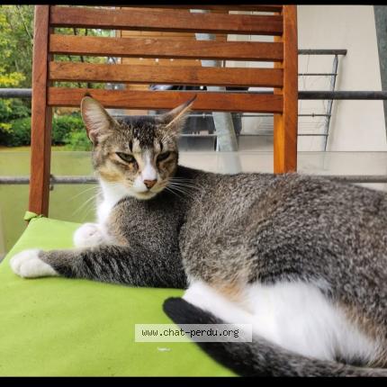 Foto 1/1 Encelade Chat perdido en Seignosse