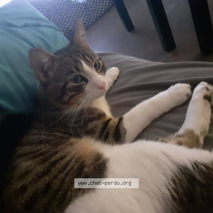 Foto 1/1 Balou Chat perdido en Nimes