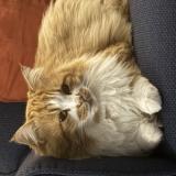 Foto del gato perdido en Charleval