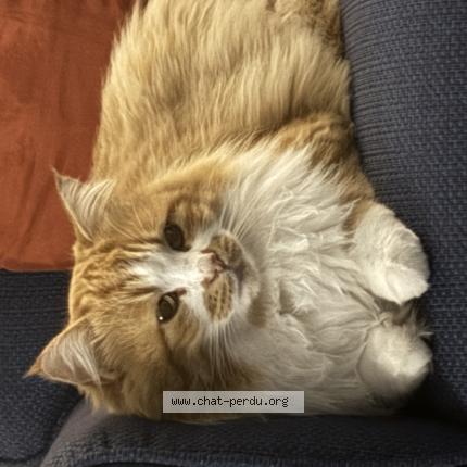 Foto 1/1 Lilly Chat perdido en Charleval