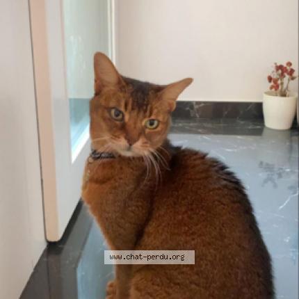 Foto 1/1 CHIPIE Chat perdido en Plan les ouates ge