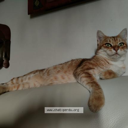 Foto 1/1 Ilri Chat perdido en Neuilly le real