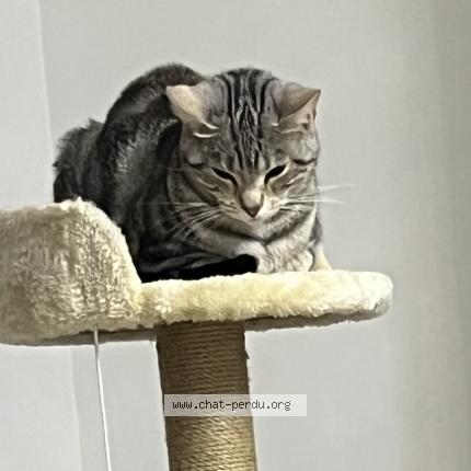 Foto 1/1 coca Chat perdido en Maison alfort