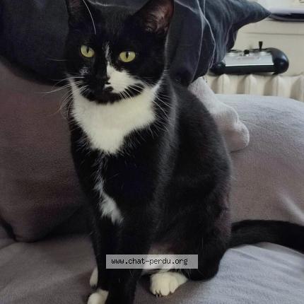 Foto 1/1 Lizzie Chat perdido en Saint florentin