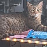 Foto del gato perdido en Hyeres