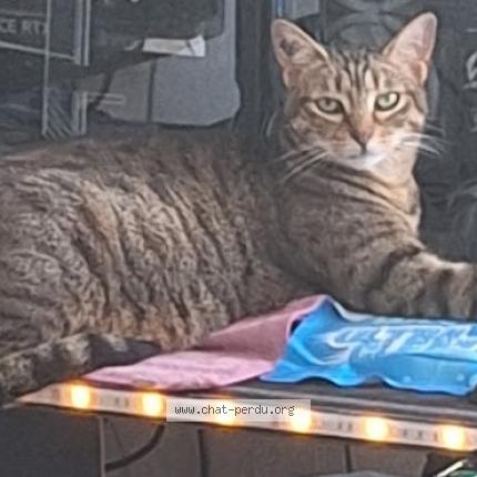 Foto 1/1 Gato encontrado Perdido en Hyeres