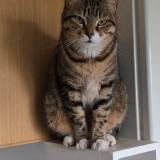 Foto del gato perdido en Marseille