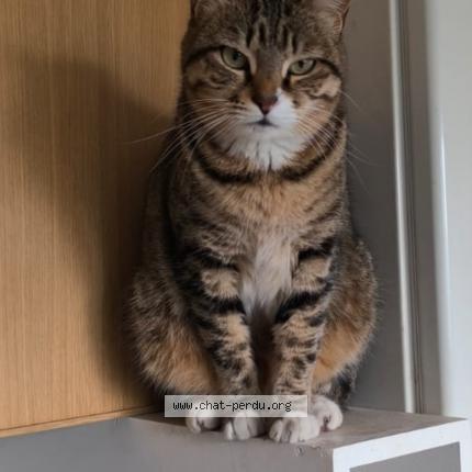 Foto 1/1 LOMÉ Chat perdido en Marseille