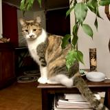 Foto del gato perdido en Rennes