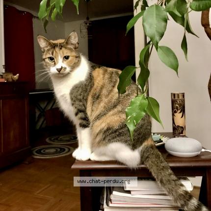 Foto 1/1 Nutz Chat perdido en Rennes