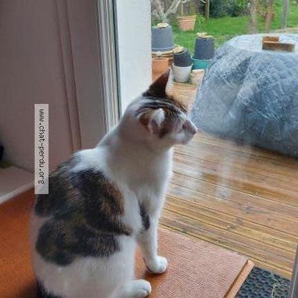 Foto 1/2 ZOÉ Chat perdido en Aytre