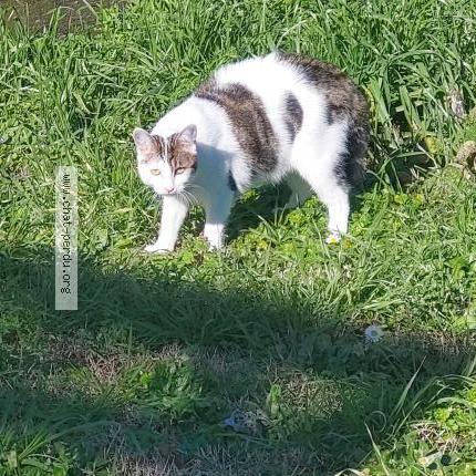 Foto 2/2 ZOÉ Chat perdido en Aytre