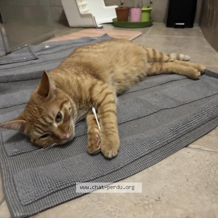 Foto 1/1 Poupounette Chat perdido en Saint chamond