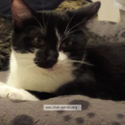 Foto 1/1 Oreo Chat perdido en Ifs