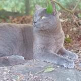 Foto del gato perdido en Thorigne Fouillard