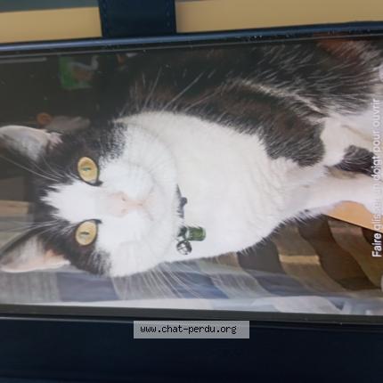 Foto 1/1 Isis Chat perdido en Niort