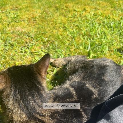 Foto 1/2 Lili Chat perdido en Languidic