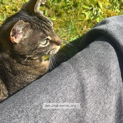 Foto 2/2 Lili Chat perdido en Languidic