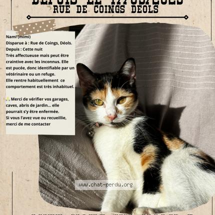 Foto 1/1 Nami Chat perdido en Deols