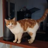 Foto del gato perdido en Reignac