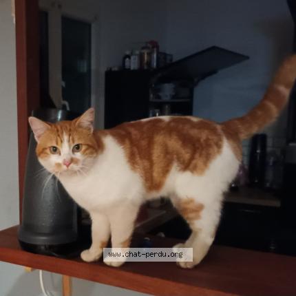 Foto 1/1 Rouky Chat perdido en Reignac