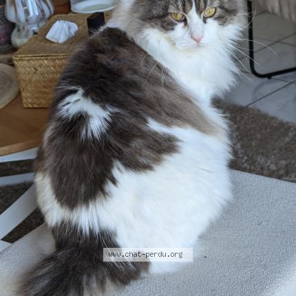 Foto 1/1 Saphir Chat perdido en Le havre