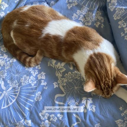 Foto 1/1 Bibo Chat perdido en Rue graverol nimes