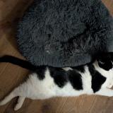 Foto del gato perdido en Puy L Eveque