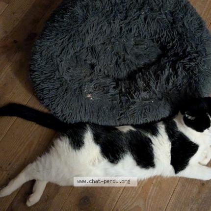 Foto 1/1 catchat Chat perdido en Puy l eveque