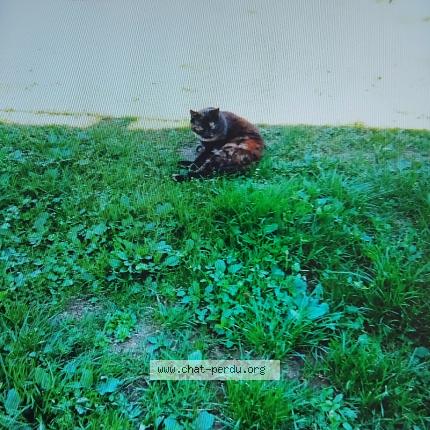 Foto 1/1 Pomponnette Chat perdido en Le thour