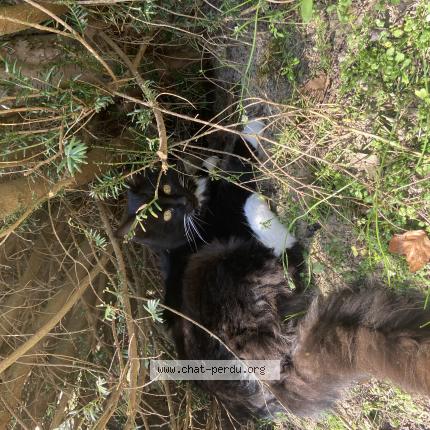 Foto 1/1 Spidey Chat perdido en Le bosc du theil
