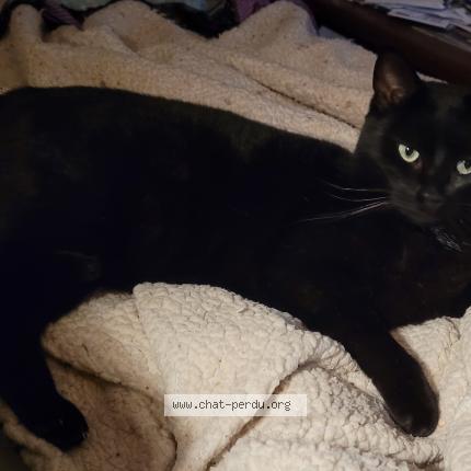 Foto 1/1 Saphir Chat perdido en Quimper