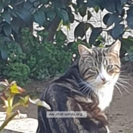 Foto 1/1 mimi Chat perdido en Oraison