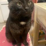 Foto del gato perdido en Pont Saint Esprit