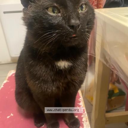 Foto 1/1 Ruby Chat perdido en Pont saint esprit