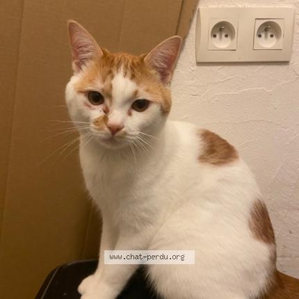 Foto 1/1 Pom'pote Chat perdido en Nantes