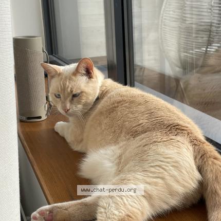 Foto 1/1 Francis Chat perdido en Croix