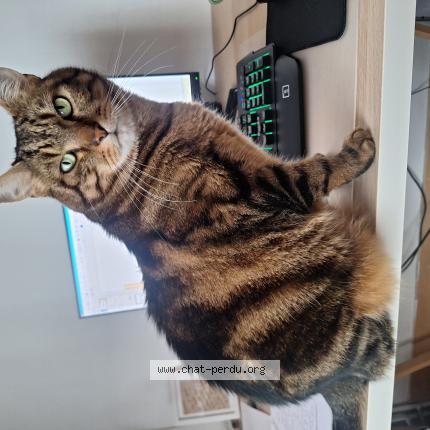 Foto 1/1 Sacha Chat perdido en Amiens