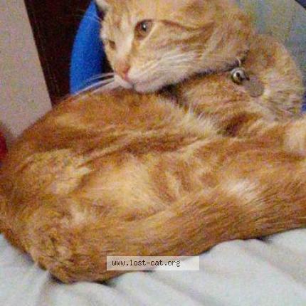 Foto 1/1 lemon lime Chat perdido en Doonside