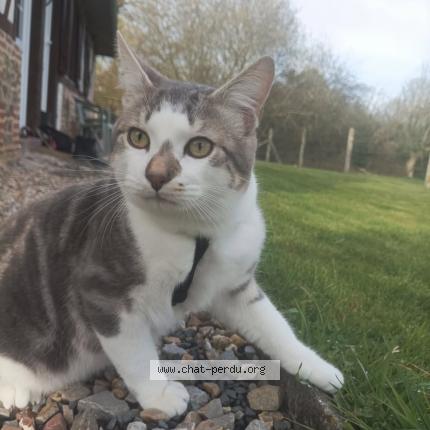 Foto 1/1 Timal Chat perdido en St victor d epine