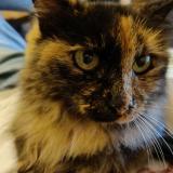 Foto del gato perdido en Ensues La Redonne