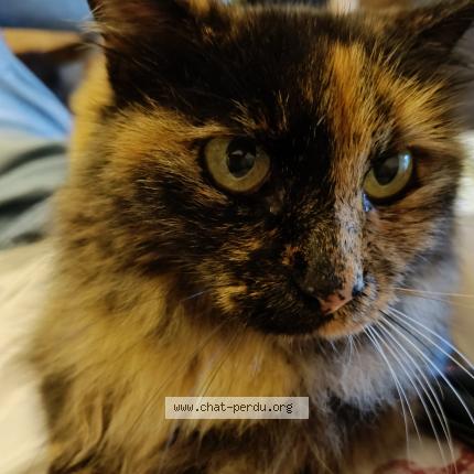 Foto 1/1 Ninou Chat perdido en Ensues la redonne