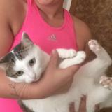 Foto del gato perdido en Agonac