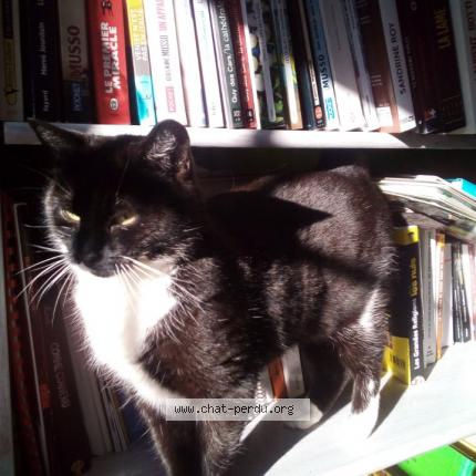 Foto 1/1 Lili Chat perdido en Remilly