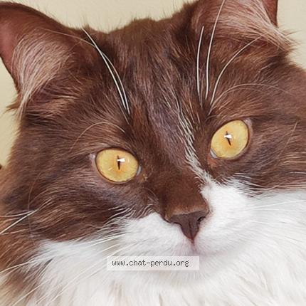 Foto 1/1 Gringo Chat perdido en Mandelieu la napoule