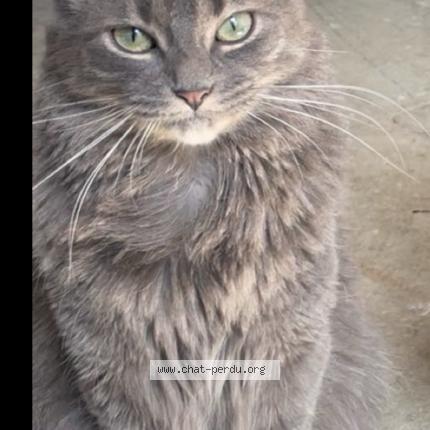 Foto 1/1 Mia Chat perdido en Montpellier