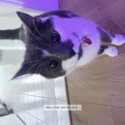 Foto 1/1 Chamonix Chat perdido en Quebec