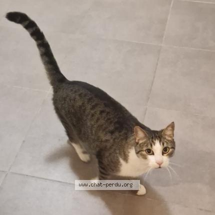 Foto 1/1 Fripouille Chat perdido en Sassenage