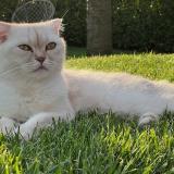 Foto del gato perdido en Prangins