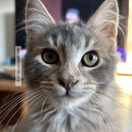 Foto 1/1 petit bout Chat perdido en Venejan